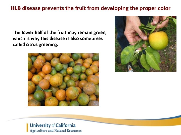 HLB disease prevents the fruit from developing the proper color The lower half of