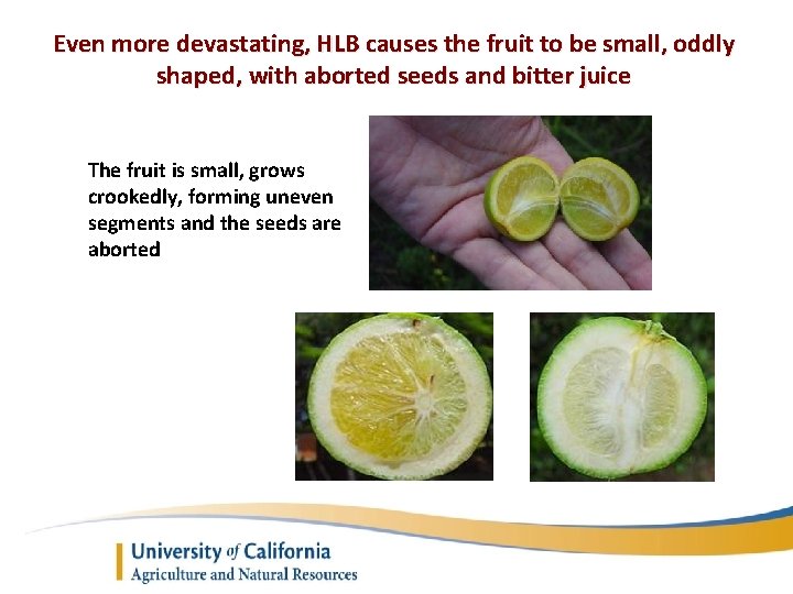 Even more devastating, HLB causes the fruit to be small, oddly shaped, with aborted