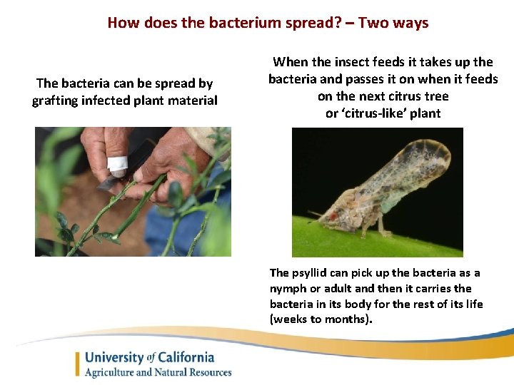 How does the bacterium spread? – Two ways The bacteria can be spread by