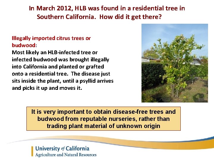 In March 2012, HLB was found in a residential tree in Southern California. How