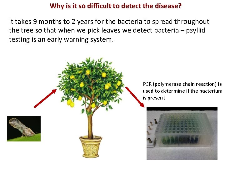 Why is it so difficult to detect the disease? It takes 9 months to