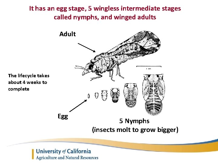 It has an egg stage, 5 wingless intermediate stages called nymphs, and winged adults