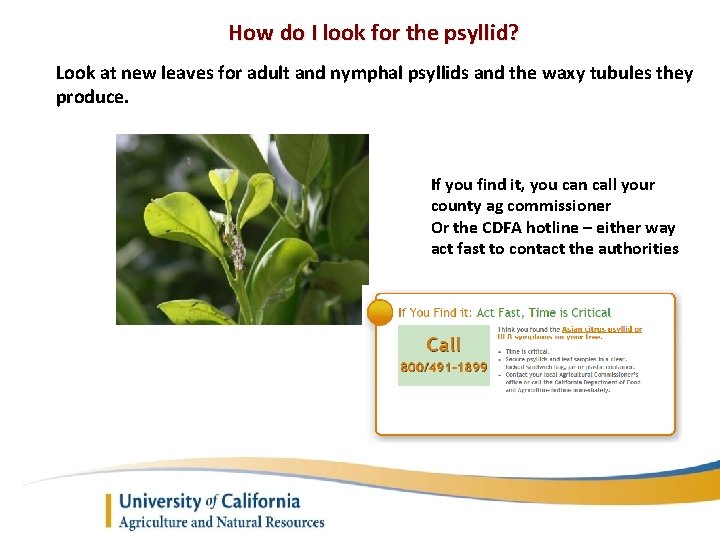 How do I look for the psyllid? Look at new leaves for adult and