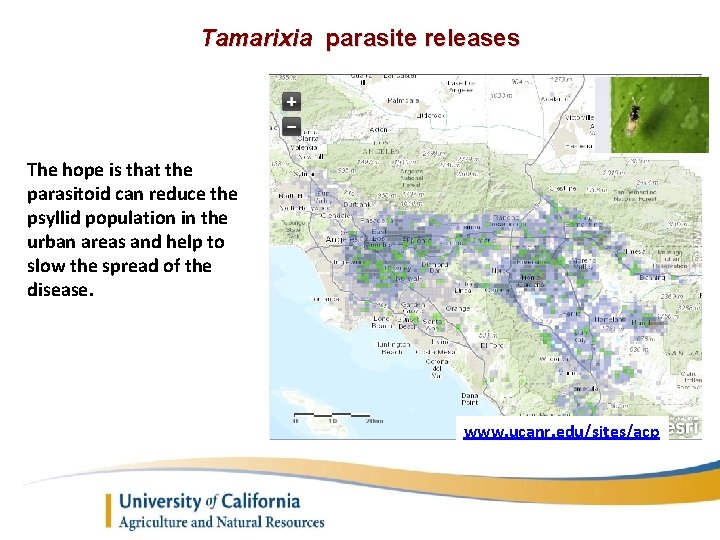 Tamarixia parasite releases The hope is that the parasitoid can reduce the psyllid population