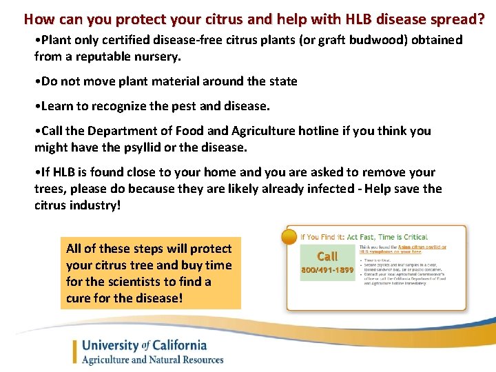 How can you protect your citrus and help with HLB disease spread? • Plant