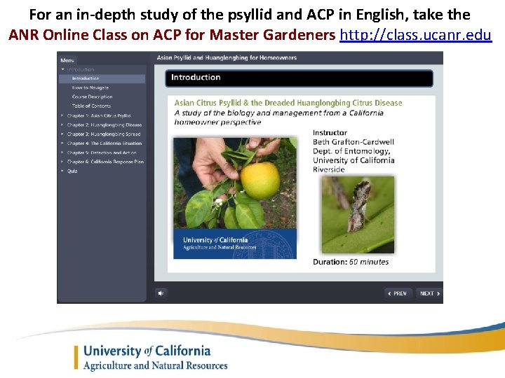 For an in-depth study of the psyllid and ACP in English, take the ANR