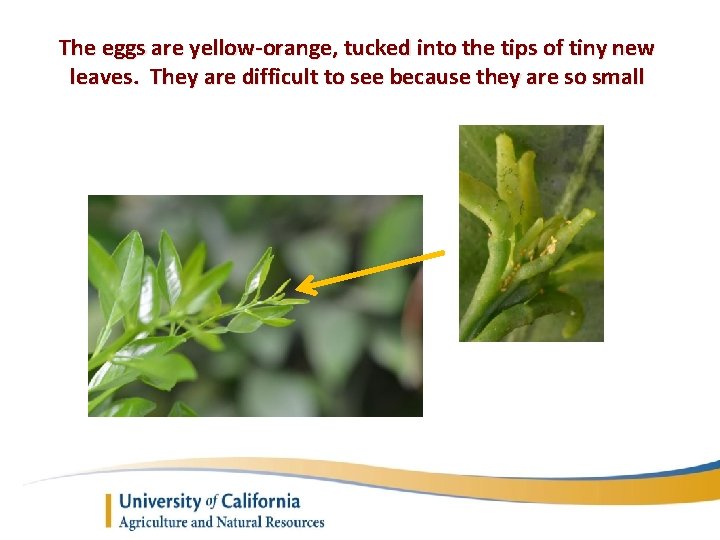 The eggs are yellow-orange, tucked into the tips of tiny new leaves. They are