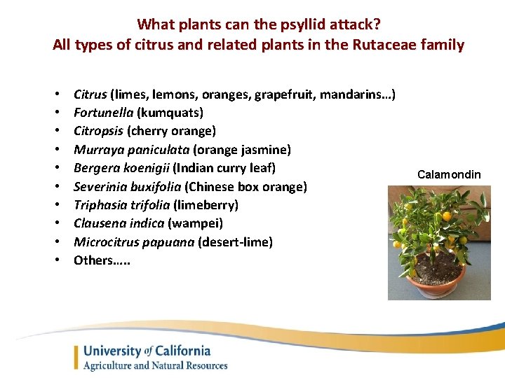 What plants can the psyllid attack? All types of citrus and related plants in