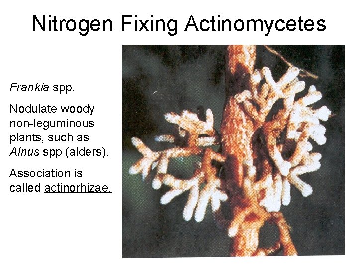 Nitrogen Fixing Actinomycetes Frankia spp. Nodulate woody non-leguminous plants, such as Alnus spp (alders). Nitrogen Fixing Actinomycetes Frankia spp. Nodulate woody non-leguminous plants, such as Alnus spp (alders).