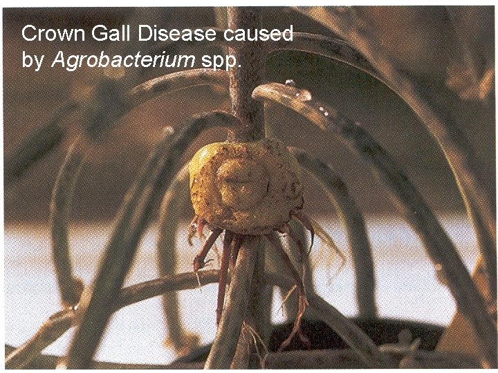Crown Gall Disease caused by Agrobacterium spp. Crown Gall Disease caused by Agrobacterium spp.