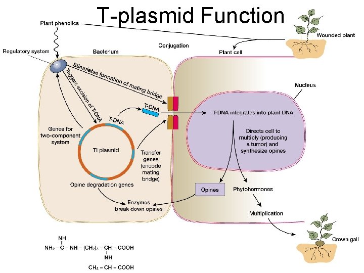 T-plasmid Function T-plasmid Function