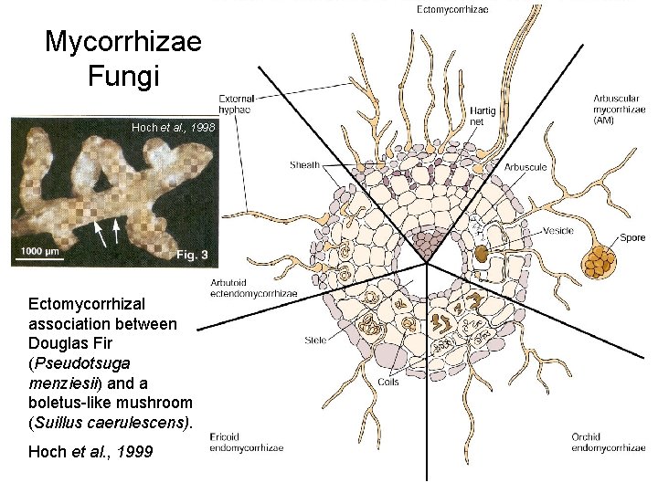Mycorrhizae Fungi Hoch et al. , 1998 Ectomycorrhizal association between Douglas Fir (Pseudotsuga menziesii) Mycorrhizae Fungi Hoch et al. , 1998 Ectomycorrhizal association between Douglas Fir (Pseudotsuga menziesii)