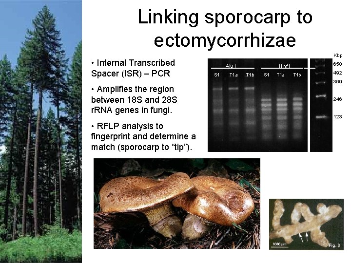 Linking sporocarp to ectomycorrhizae • Internal Transcribed Spacer (ISR) – PCR • Amplifies the Linking sporocarp to ectomycorrhizae • Internal Transcribed Spacer (ISR) – PCR • Amplifies the