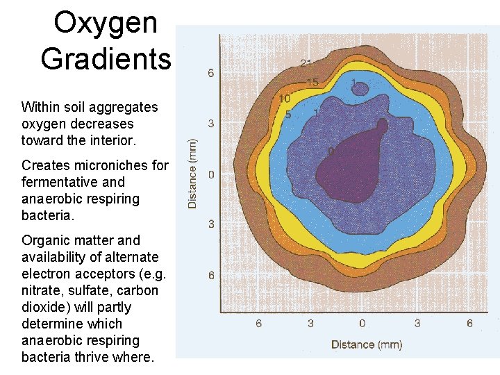Oxygen Gradients Within soil aggregates oxygen decreases toward the interior. Creates microniches for fermentative Oxygen Gradients Within soil aggregates oxygen decreases toward the interior. Creates microniches for fermentative