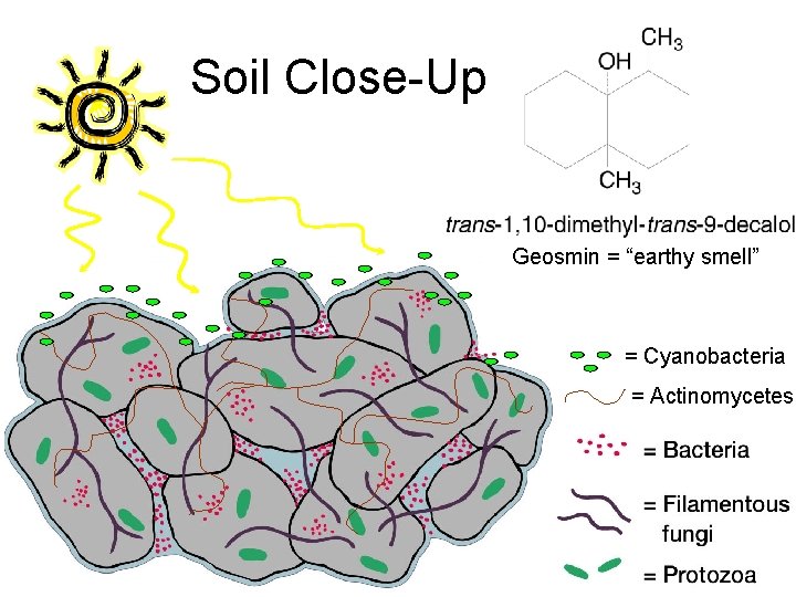 Soil Close-Up Geosmin = “earthy smell” = Cyanobacteria = Actinomycetes Soil Close-Up Geosmin = “earthy smell” = Cyanobacteria = Actinomycetes