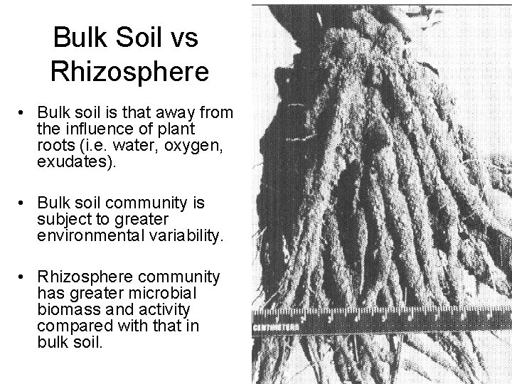 Bulk Soil vs Rhizosphere • Bulk soil is that away from the influence of Bulk Soil vs Rhizosphere • Bulk soil is that away from the influence of