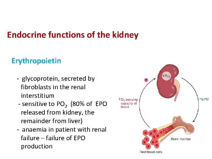 Endocrine functions of the kidney Erythropoietin - glycoprotein, secreted by fibroblasts in the renal