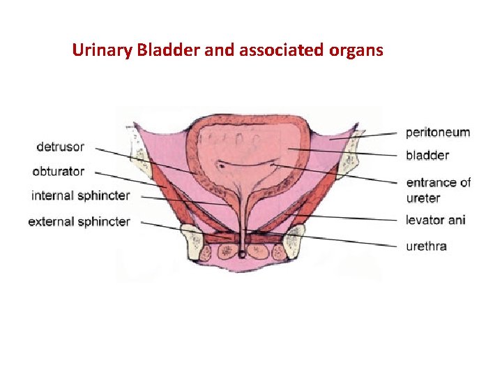 Urinary Bladder and associated organs 