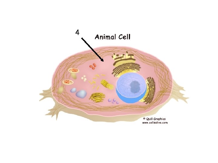 Cell Parts ShippingReceiving Department Cell membrane Controls what