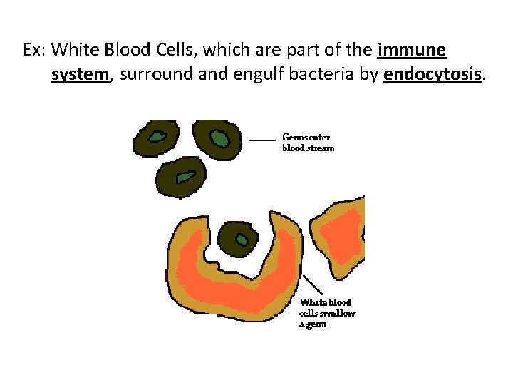 Ex: White Blood Cells, which are part of the immune system, surround and engulf