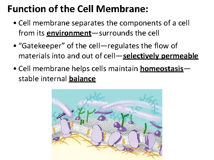 Function of the Cell Membrane: • Cell membrane separates the components of a cell