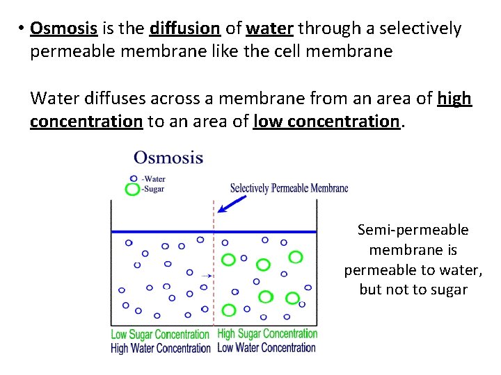 • Osmosis is the diffusion of water through a selectively permeable membrane like • Osmosis is the diffusion of water through a selectively permeable membrane like