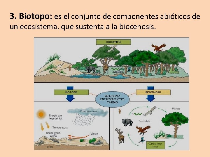 3. Biotopo: es el conjunto de componentes abióticos de un ecosistema, que sustenta a