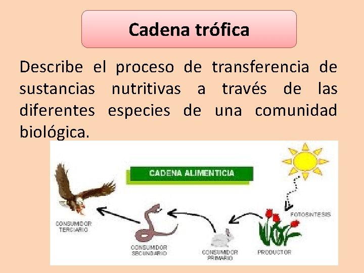 Cadena trófica Describe el proceso de transferencia de sustancias nutritivas a través de las