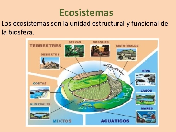 Ecosistemas Los ecosistemas son la unidad estructural y funcional de la biosfera. 