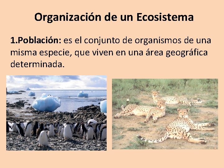 Organización de un Ecosistema 1. Población: es el conjunto de organismos de una misma