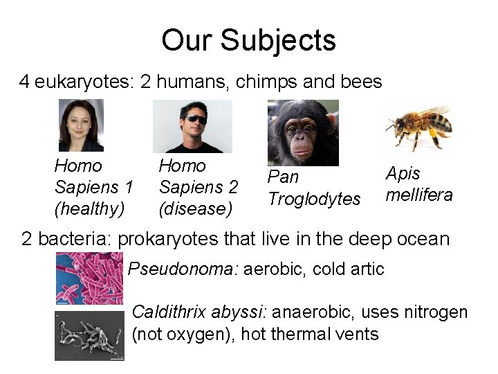 Our Subjects 4 eukaryotes: 2 humans, chimps and bees Homo Sapiens 1 (healthy) Homo