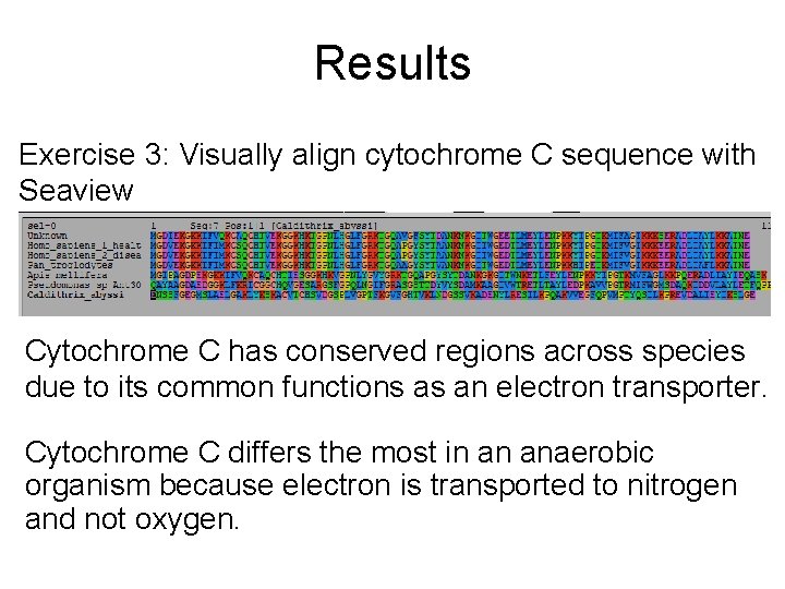 Results Exercise 3: Visually align cytochrome C sequence with Seaview Cytochrome C has conserved