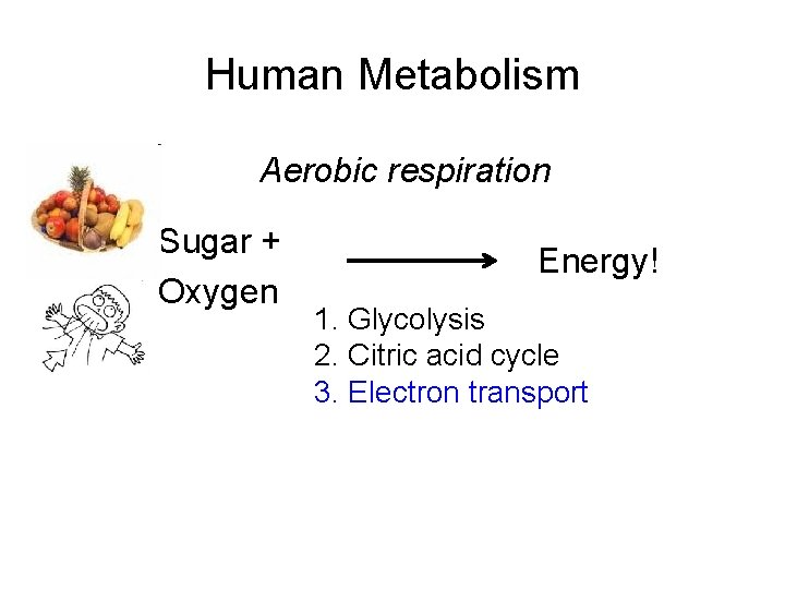 Human Metabolism Aerobic respiration Sugar + Oxygen Energy! 1. Glycolysis 2. Citric acid cycle