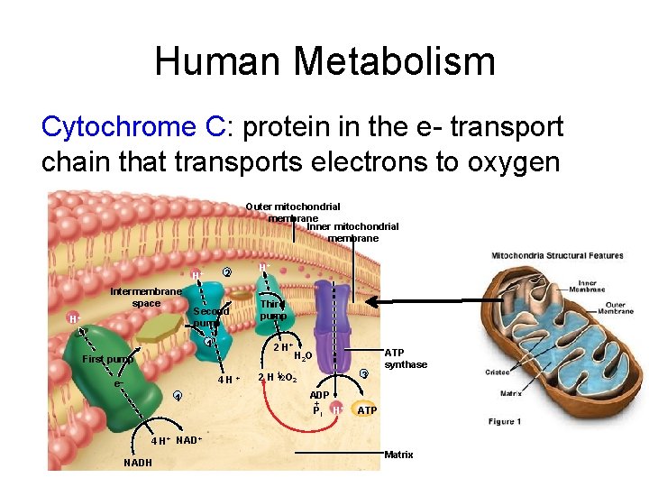Human Metabolism Cytochrome C: protein in the e- transport chain that transports electrons to