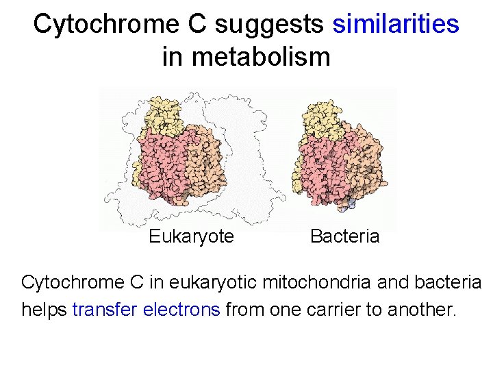 Cytochrome C suggests similarities in metabolism Eukaryote Bacteria Cytochrome C in eukaryotic mitochondria and