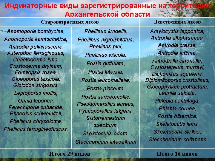 Индикаторные виды зарегистрированные на территории Архангельской области Старовозрастных лесов Anomoporia bombycina, Anomoporia kamtschatica, Antrodia