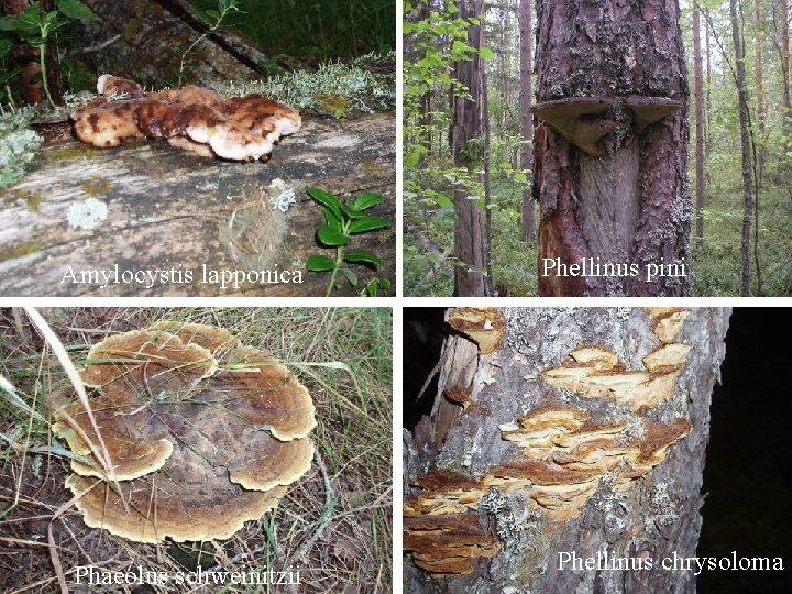 Amyloystis lapponica Amylocystis lapponica Phaeolus schweinitzii Phellinus pini Phaeolus schweinitzii Phellinus chrysoloma 