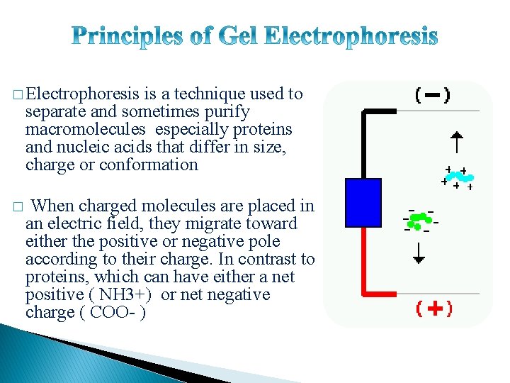 � Electrophoresis is a technique used to separate and sometimes purify macromolecules especially proteins