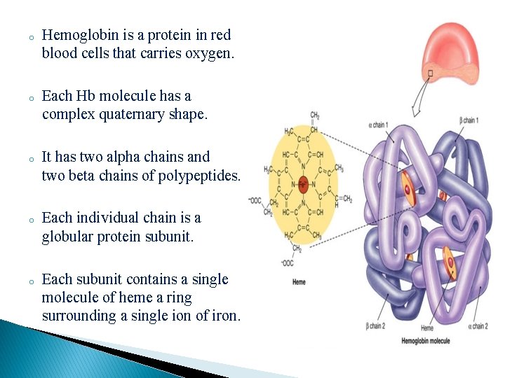 o Hemoglobin is a protein in red blood cells that carries oxygen. o Each