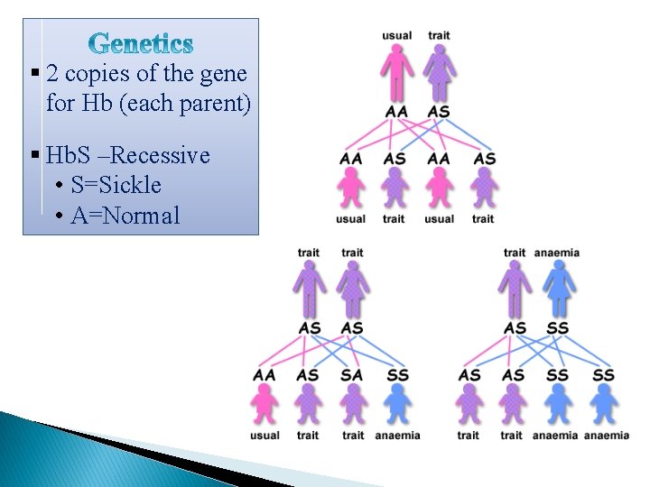 § 2 copies of the gene for Hb (each parent) § Hb. S –Recessive