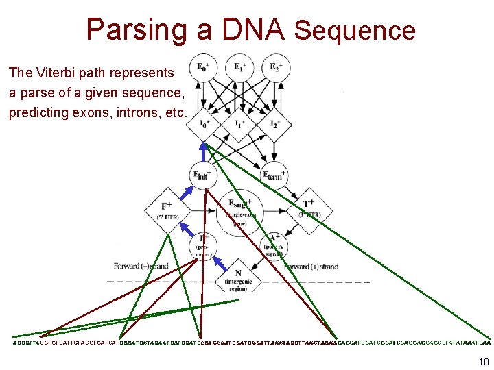 Parsing a DNA Sequence The Viterbi path represents a parse of a given sequence,