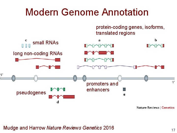 Modern Genome Annotation protein-coding genes, isoforms, translated regions small RNAs long non-coding RNAs pseudogenes