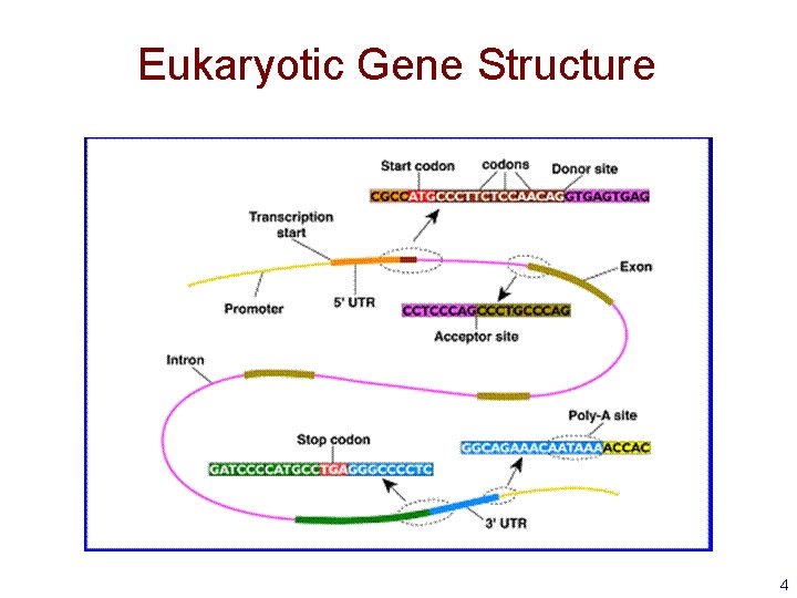 Eukaryotic Gene Structure 4 