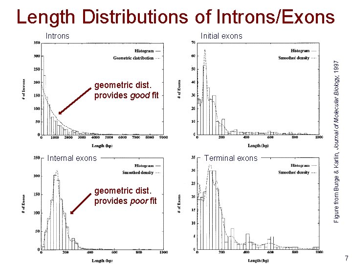 Length Distributions of Introns/Exons Initial exons geometric dist. provides good fit Internal exons geometric