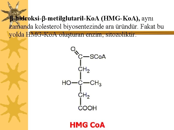  -hidroksi- -metilglutaril-Ko. A (HMG-Ko. A), aynı zamanda kolesterol biyosentezinde ara üründür. Fakat bu