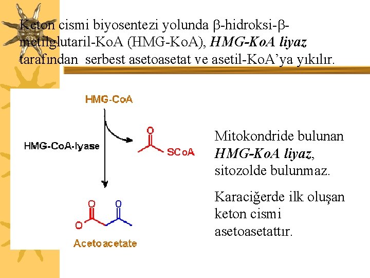 Keton cismi biyosentezi yolunda -hidroksi- metilglutaril-Ko. A (HMG-Ko. A), HMG-Ko. A liyaz tarafından serbest