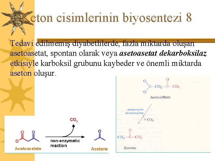 Keton cisimlerinin biyosentezi 8 Tedavi edilmemiş diyabetlilerde, fazla miktarda oluşan asetoasetat, spontan olarak veya