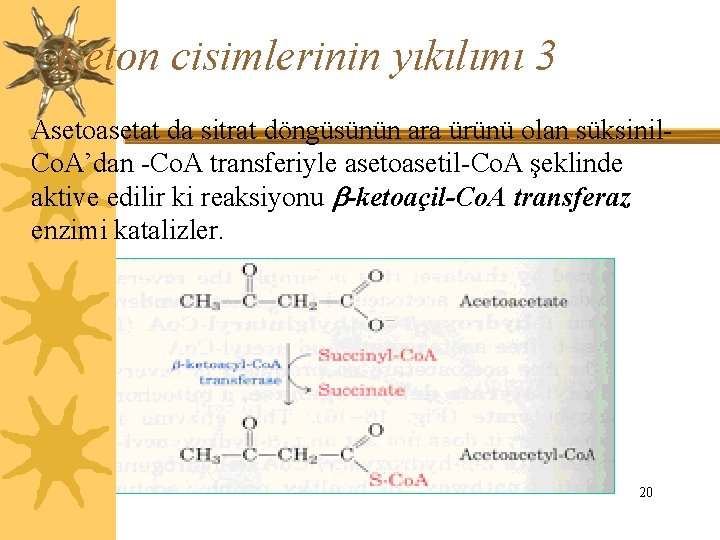 Keton cisimlerinin yıkılımı 3 Asetoasetat da sitrat döngüsünün ara ürünü olan süksinil. Co. A’dan