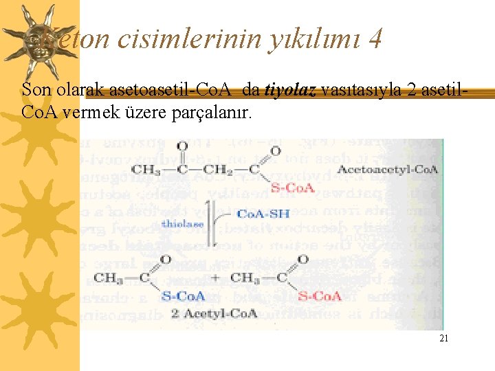 Keton cisimlerinin yıkılımı 4 Son olarak asetoasetil-Co. A da tiyolaz vasıtasıyla 2 asetil. Co.