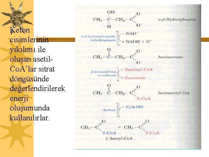 Keton cisimlerinin yıkılımı ile oluşan asetil. Co. A’lar sitrat döngüsünde değerlendirilerek enerji oluşumunda kullanılırlar.